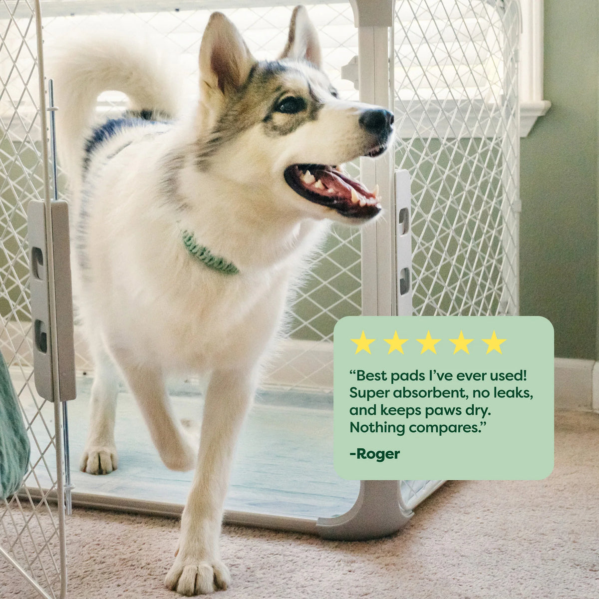 7 Count Trial Pack - Max Absorbency Pee Pads With AbsorbShield™+ Technology