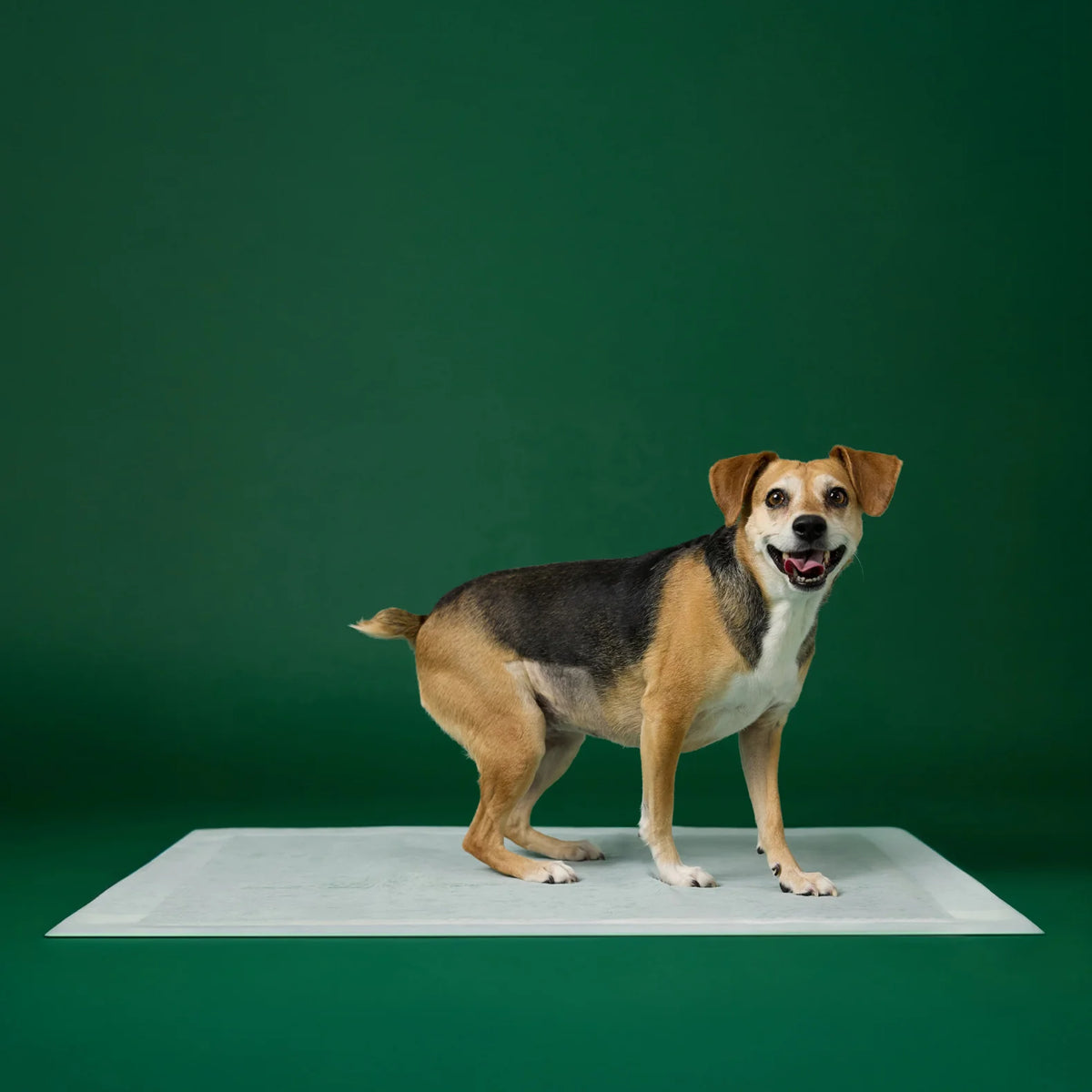 Disposable Dog Pee Pads with AbsorbShield+ Technology