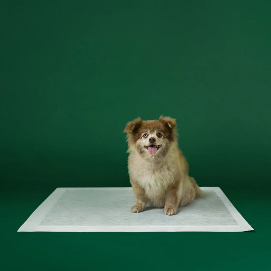 Disposable Dog Pee Pads with AbsorbShield+ Technology