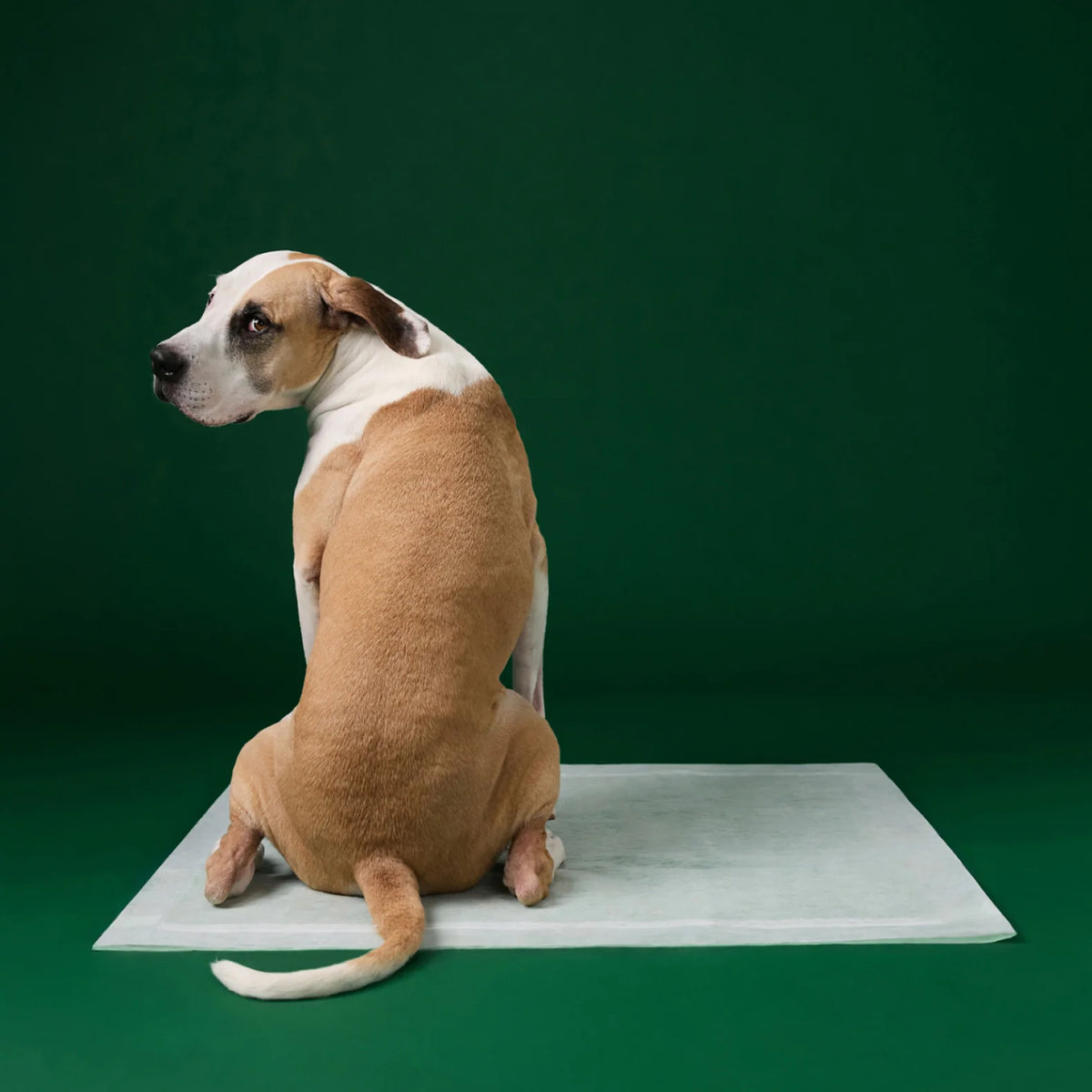 Disposable Dog Pee Pads with AbsorbShield+ Technology